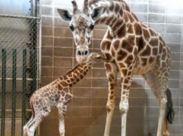 Endangered giraffe calf born at Oklahoma City Zoo Friday