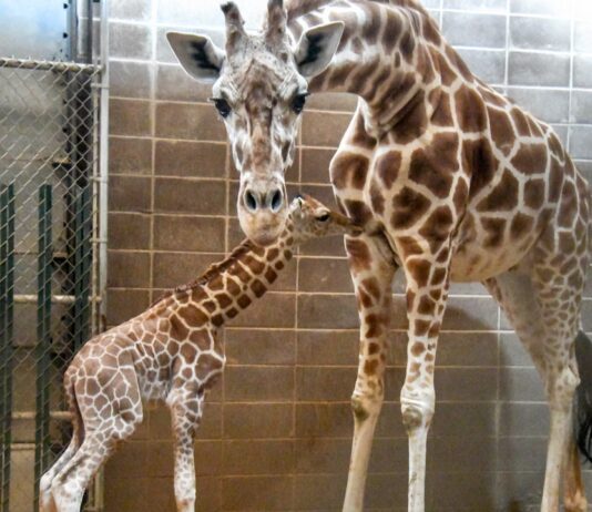 Endangered giraffe born at Oklahoma City Zoo part of conservation effort