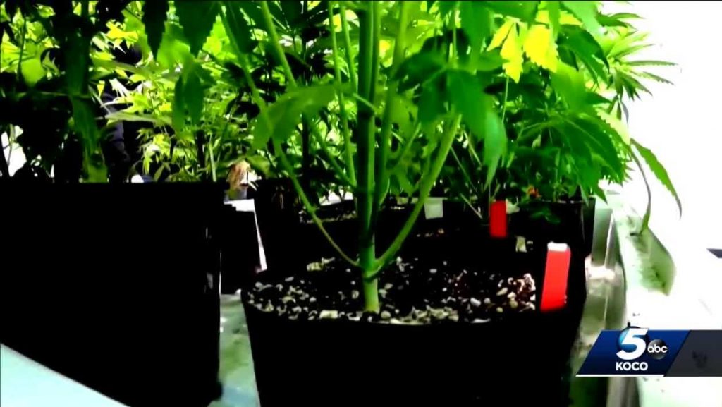 Oklahoma dispensary owners, growers frustrated over new medical
