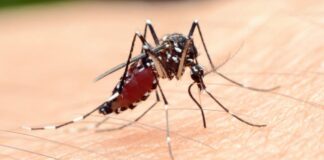 West Nile Virus Detected in Oklahoma County Mosquitoes